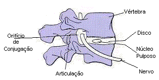 A parte óssea da coluna. Anatomia de vértebra. Vértebra é a parte óssea da coluna