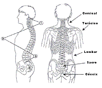 Estas são as curvaturas da coluna vertebral Curvaturas da coluna vertebral